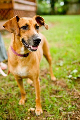 Molly, an adopted Beagle & Dachshund Mix in Winston-Salem, NC_image-1