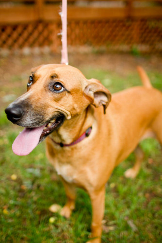 Molly, an adopted Beagle & Dachshund Mix in Winston-Salem, NC_image-3
