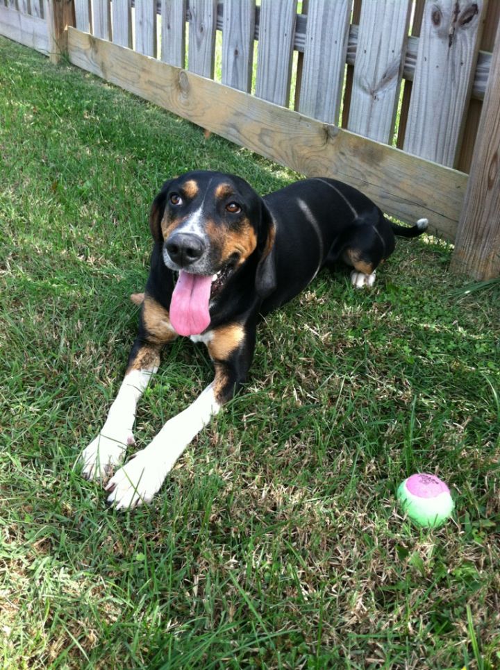 Skeeter~Adopted!!!, an adopted Coonhound & Beagle Mix in Hendersonville, TN_image-1