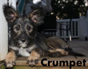 NJ - Crumpet