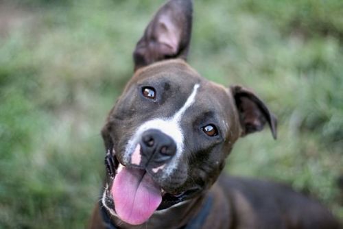 Bella, an adopted Pit Bull Terrier in Wilmington, DE_image-1