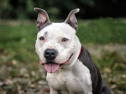 Chase, an adopted Pit Bull Terrier in Wilmington, DE_image-1