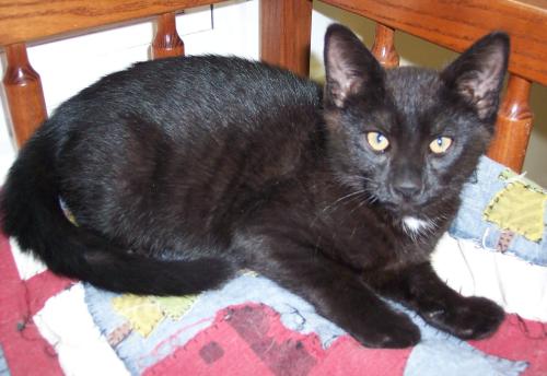 Simon, an adoptable Domestic Short Hair in Point Pleasant, NJ, 08742 | Photo Image 1