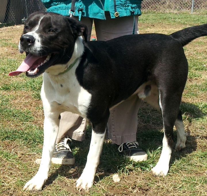 Bo (Sponsored), an adopted Labrador Retriever & Border Collie Mix in Frankfort, KY_image-2