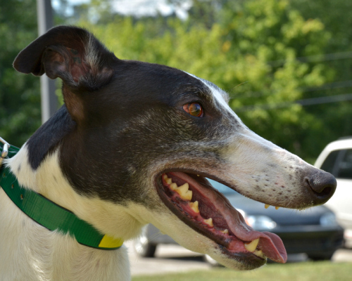 Chipper, an adopted Greyhound in Geneva, OH_image-3