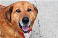 Whiskey, an adoptable Shepherd, Retriever in Fairfax, VA, 22030 | Photo Image 2