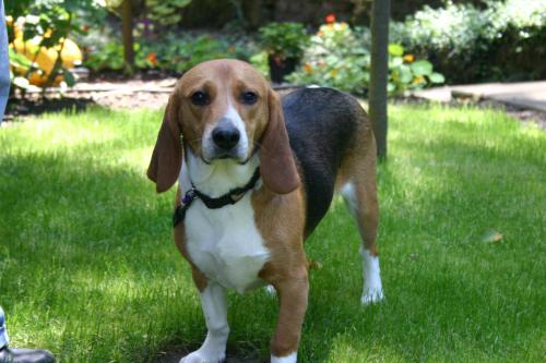 FOSTER HOMES!!!, an adoptable Beagle in Portland, OR, 97268 | Photo Image 3