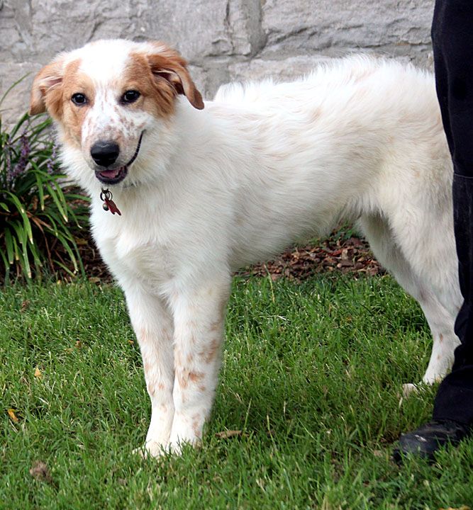 Champ, an adopted Great Pyrenees & Golden Retriever Mix in Nashville, TN_image-3