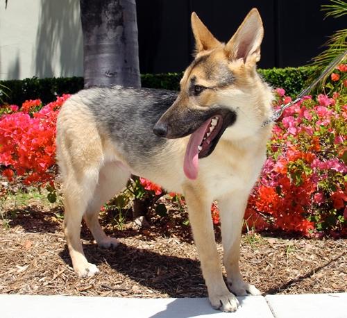 Pippa, an adopted German Shepherd Dog in San Diego, CA_image-2