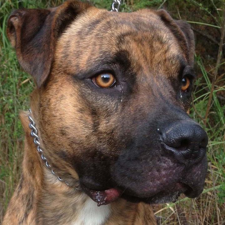 Bear, an adopted Mastiff & Boxer Mix in Fort Bragg, CA_image-2