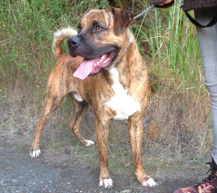 Bear, an adopted Mastiff & Boxer Mix in Fort Bragg, CA_image-1