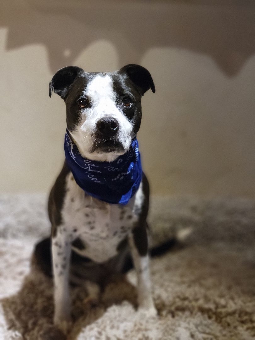 Blossom, an adoptable Australian Cattle Dog / Blue Heeler, Pointer in Santa Rosa, CA, 95402 | Photo Image 2