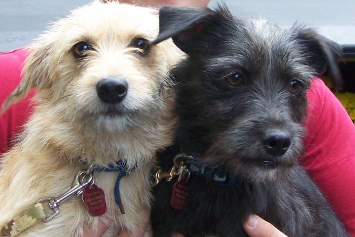 NJ - Guinness & Nacho, an adopted Terrier & Poodle Mix in Jackson, NJ_image-1