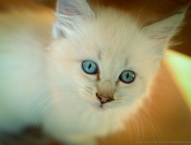 Siamese And Flame Point Ragdoll Mixes detail page