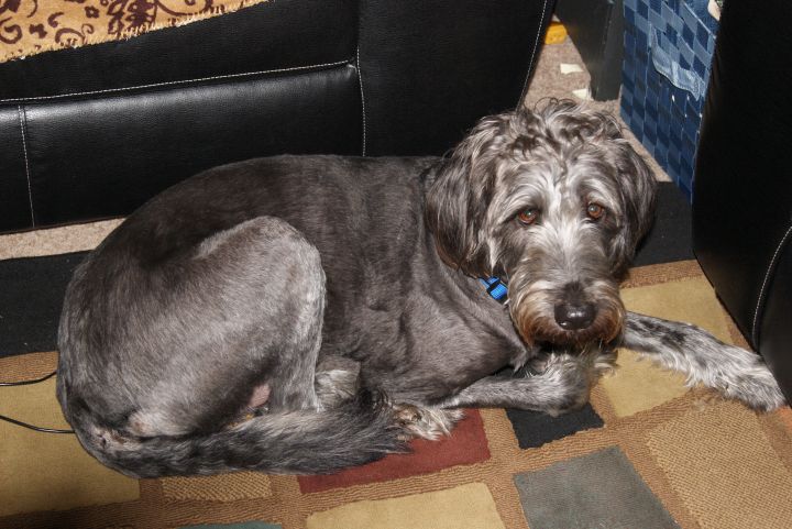 GA - BEANS, an adopted Labrador Retriever & Standard Poodle Mix in Jackson, NJ_image-1
