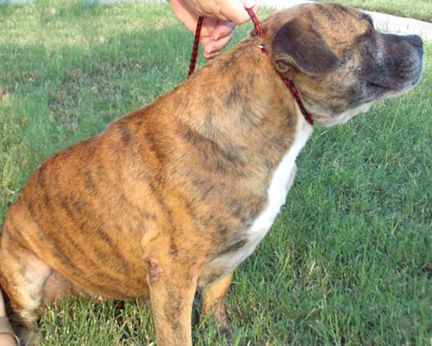 Lola, an adoptable American Staffordshire Terrier in Austin, TX_image-3
