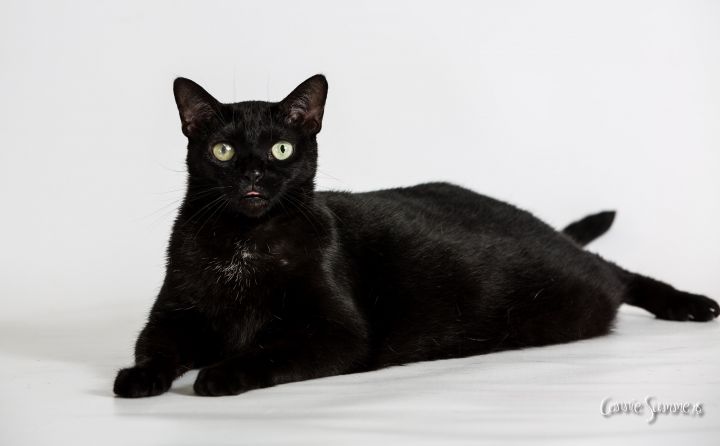 Blink, an adopted Domestic Short Hair in Sarasota, FL_image-1