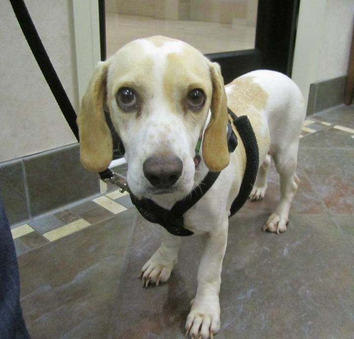 Calloway, an adopted Beagle in Alexandria, VA_image-1