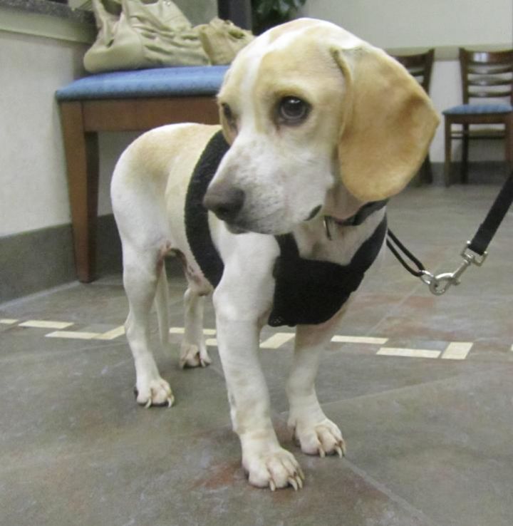 Calloway, an adopted Beagle in Alexandria, VA_image-2