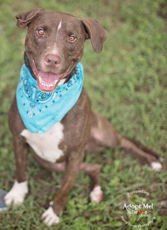 Dog For Adoption Austin A Labrador Retriever Pit Bull Terrier Mix In Houston Tx Petfinder