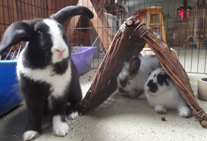 Trio of young buns!