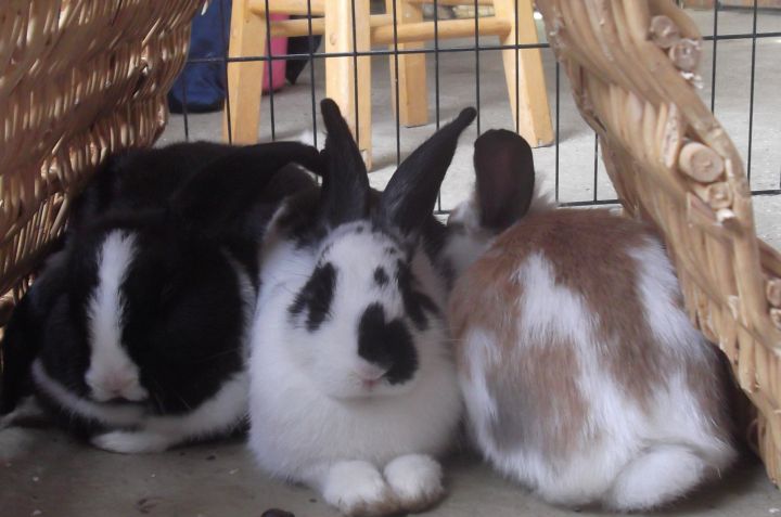 Trio of young buns! 2
