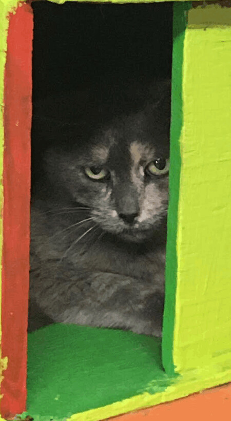 JJ, an adoptable Dilute Tortoiseshell & Domestic Short Hair Mix in Williamsburg, NM_image-4