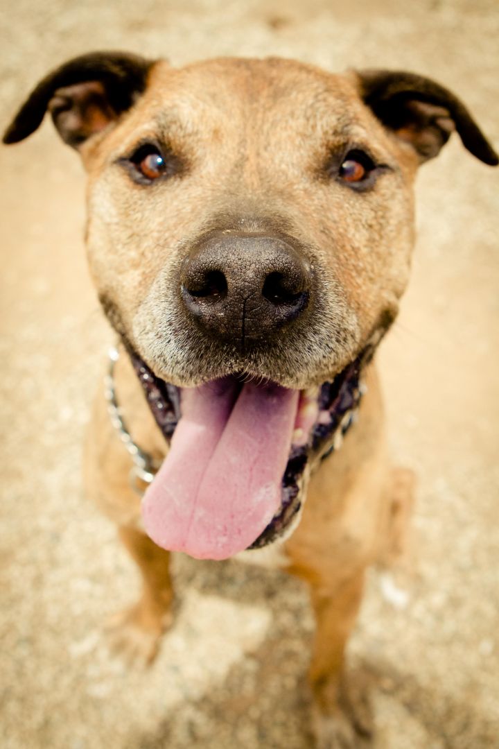 Toby, an adopted Pit Bull Terrier Mix in Agua Dulce, CA_image-3