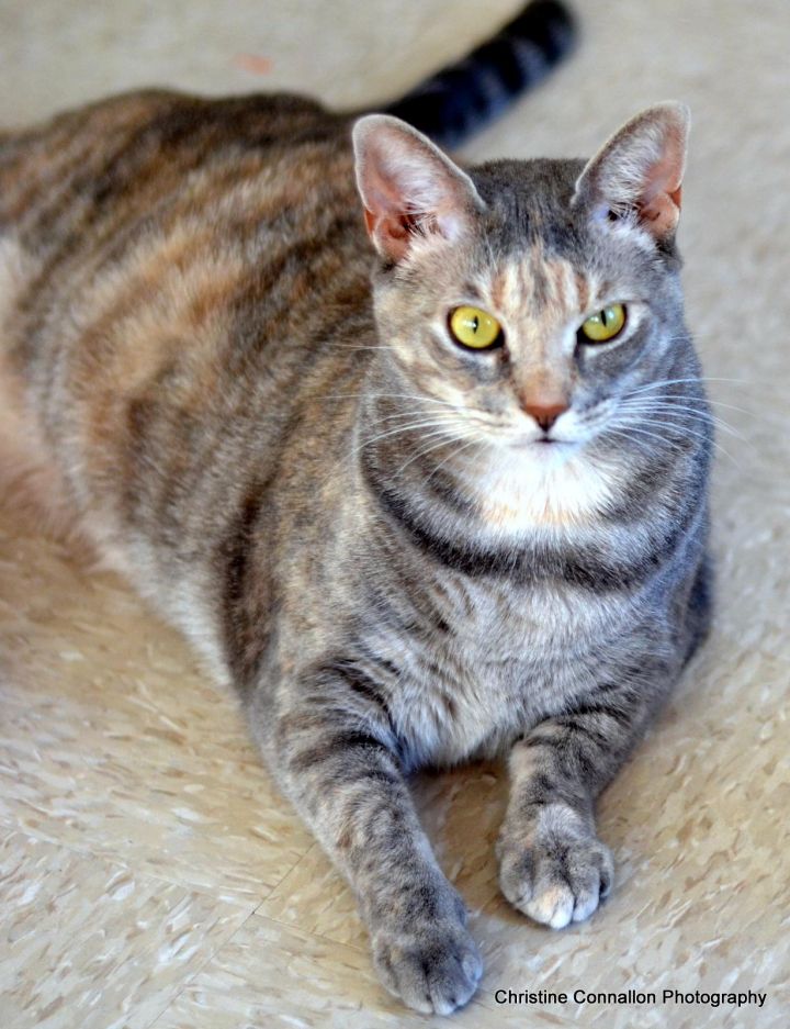 Calico Cat With Interesting Gps >> Cat For Adoption Sally A Domestic Short Hair Dilute Calico Mix Calico Cat With Interesting Gps >> Cat For Adoption Sally A Domestic Short Hair Dilute Calico Mix