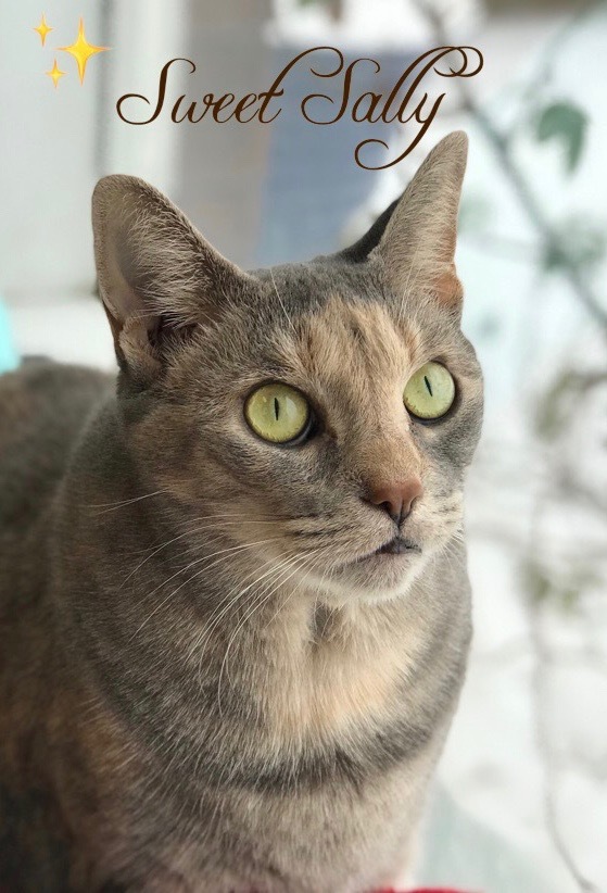 Calico Cat With Interesting Gps >> Cat For Adoption Sally A Domestic Short Hair Dilute Calico Mix Calico Cat With Interesting Gps >> Cat For Adoption Sally A Domestic Short Hair Dilute Calico Mix