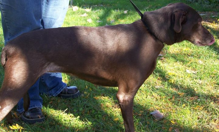 CHESSI 589, an adopted Chesapeake Bay Retriever & Labrador Retriever Mix in Sidney, OH_image-2