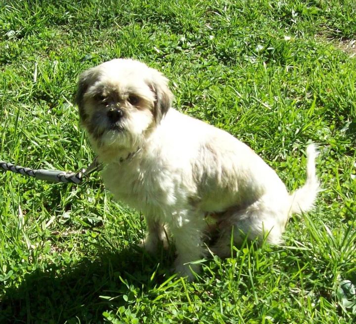 Lola, an adopted Shih Tzu Mix in Sparta, IL_image-2