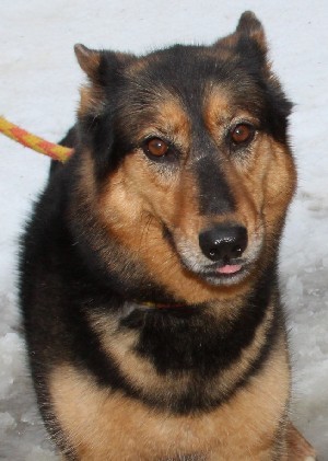 Zena, an adoptable German Shepherd Dog in Savannah, MO, 64485 | Photo Image 1