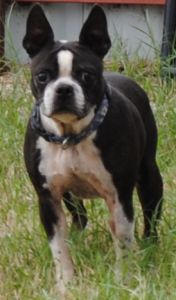 Gypsy Cocktail, an adoptable Boston Terrier in Gainesville, TX, 76240 | Photo Image 3