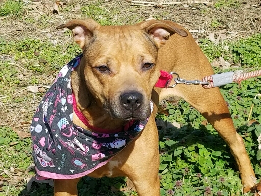 Weezy, an adoptable Terrier in Leonardtown, MD, 20650 | Photo Image 2