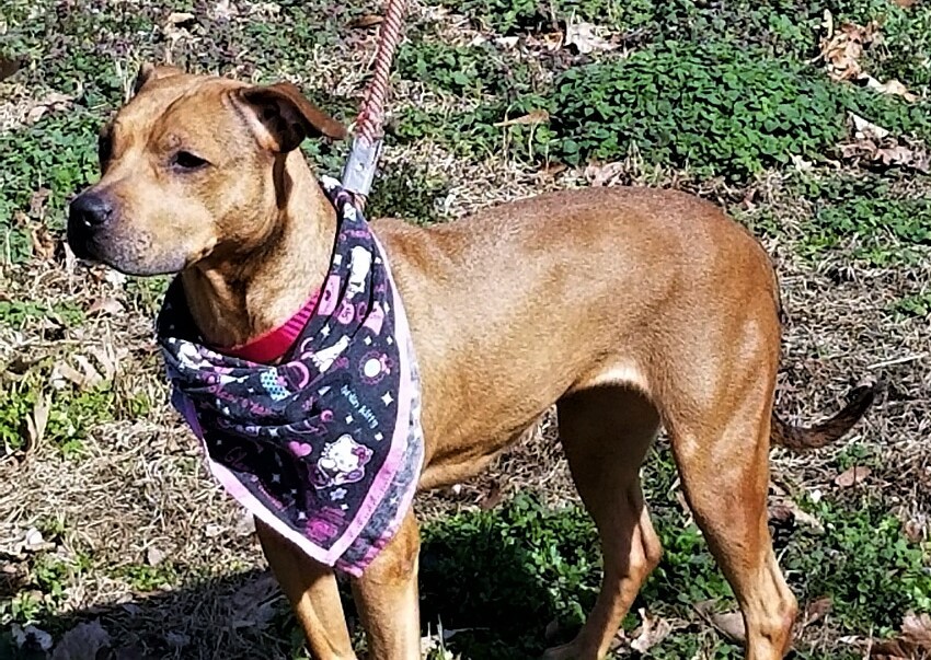 Weezy, an adoptable Terrier in Leonardtown, MD, 20650 | Photo Image 3