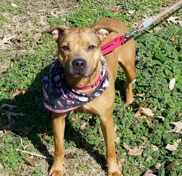 Weezy, an adoptable Terrier in Leonardtown, MD, 20650 | Photo Image 1