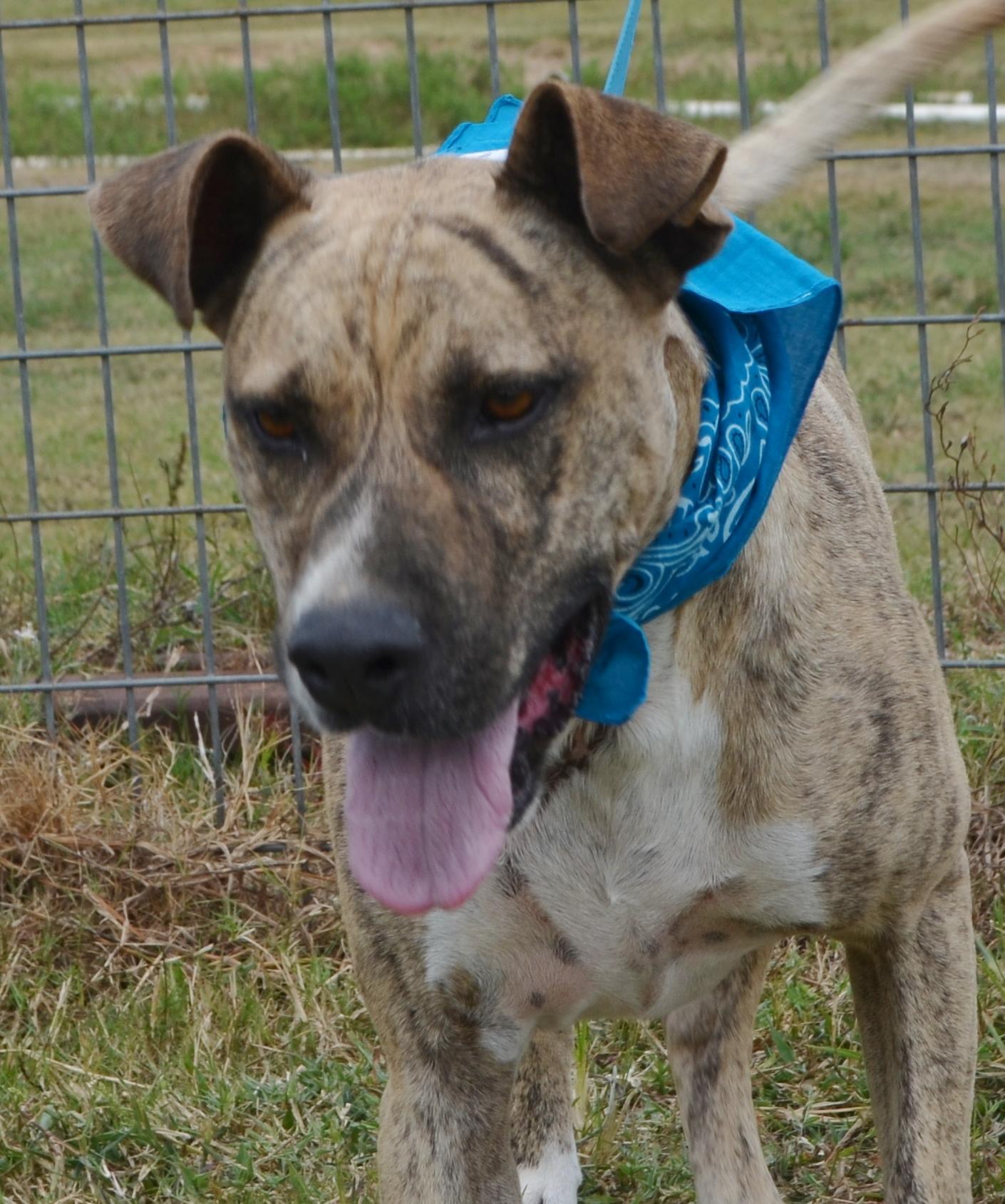 LANCE-GOOD BOY, an adoptable Pit Bull Terrier in Danbury, TX, 77534 | Photo Image 1
