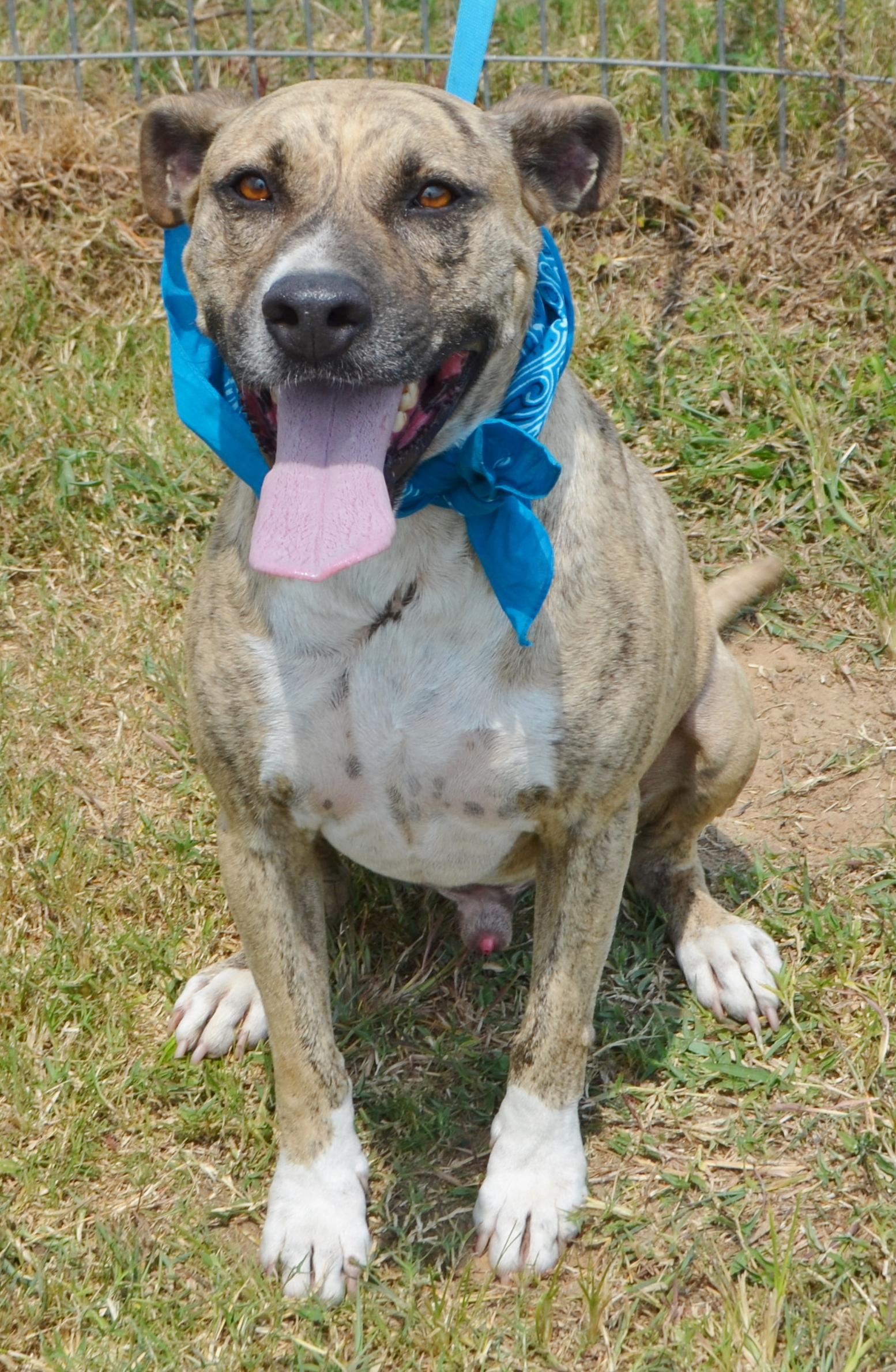 LANCE-GOOD BOY, an adoptable Pit Bull Terrier in Danbury, TX, 77534 | Photo Image 2