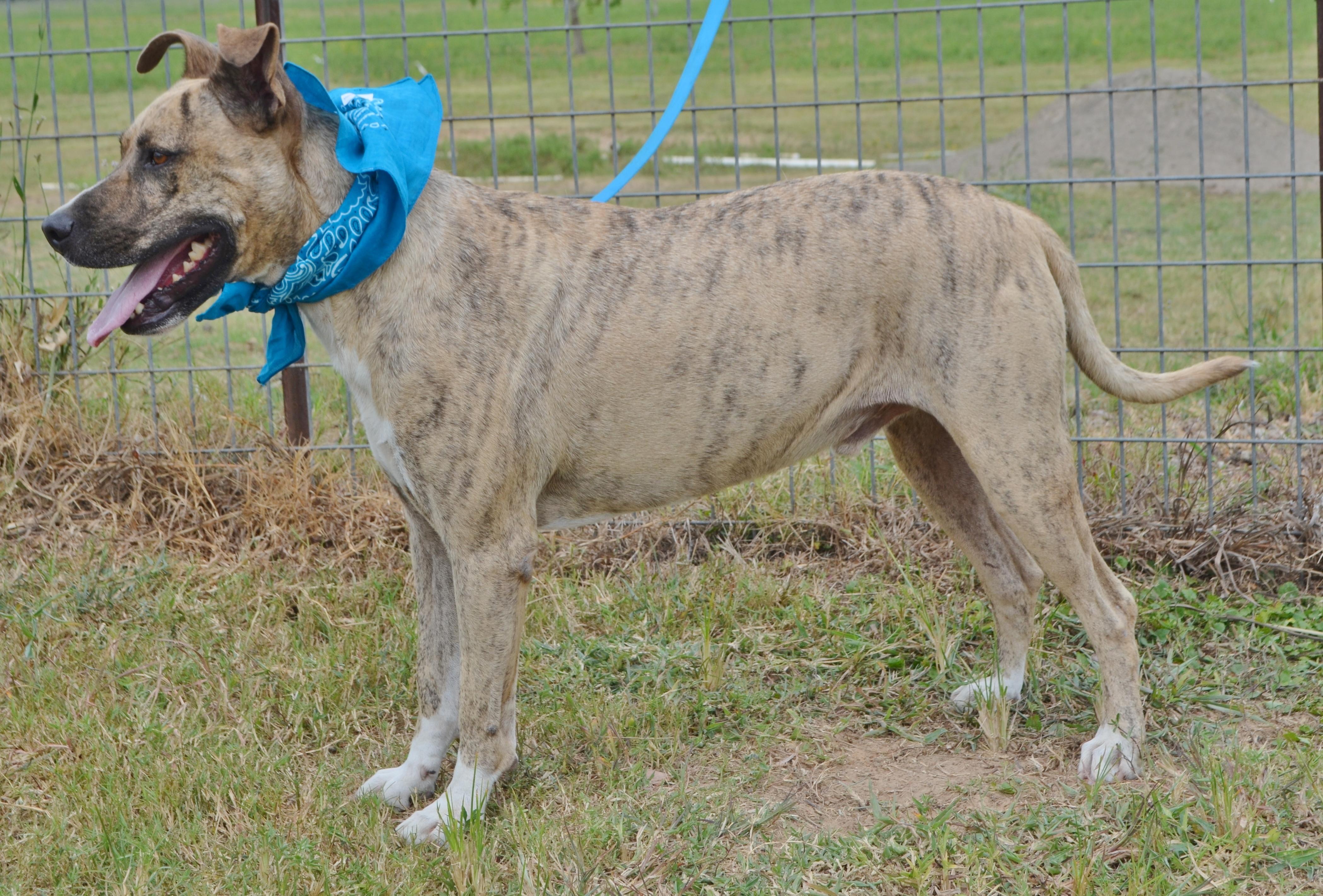 LANCE-GOOD BOY, an adoptable Pit Bull Terrier in Danbury, TX, 77534 | Photo Image 3