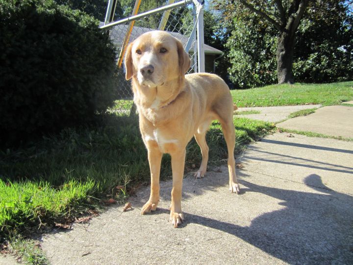 Lucky, an adopted Golden Retriever & Labrador Retriever Mix in Alexandria, VA_image-2