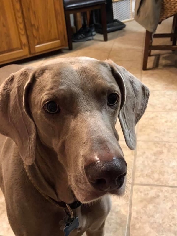 Carson, an adoptable Weimaraner in Birmingham, AL, 35209 | Photo Image 2