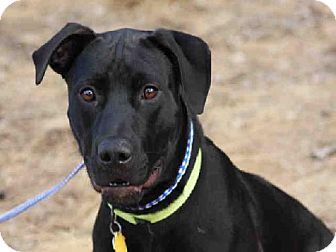 Tito, an adoptable Black Labrador Retriever in Austin, TX_image-2