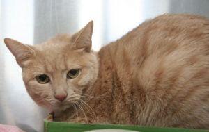Punkin, an adoptable Domestic Short Hair & Tabby Mix in South Plainfield, NJ_image-1