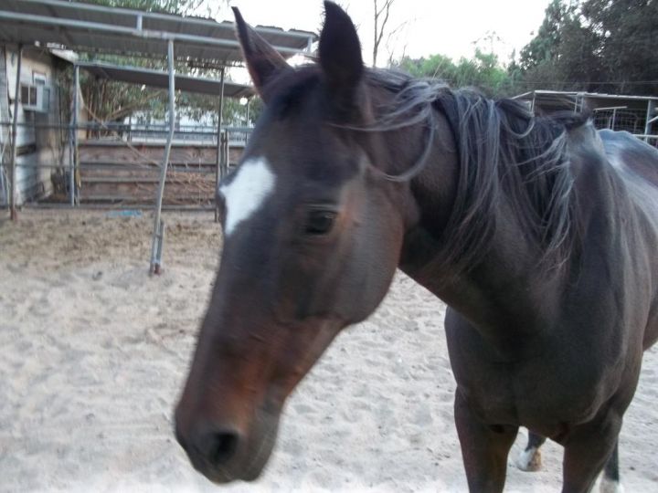 Jerusha-Sponsorship, an adoptable Thoroughbred in Los Angeles, CA_image-2