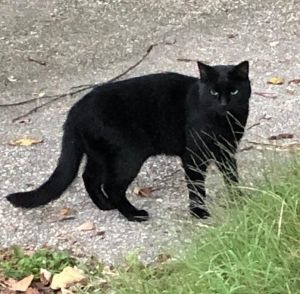 Barn Cats