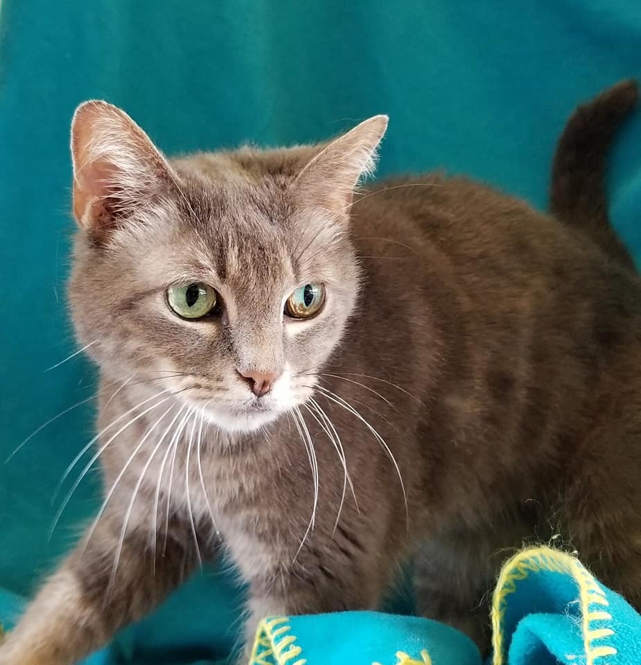 Magenta, an adoptable Domestic Short Hair in Leitchfield, KY, 42754 | Photo Image 5