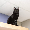 BETTY, an adoptable Domestic Short Hair in Miami Springs, FL, 33266 | Photo Image 3