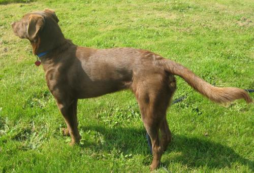 Gabriel, an adopted Chocolate Labrador Retriever & Vizsla Mix in lynnwood , WA_image-3