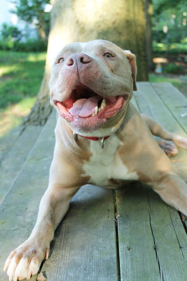Brady, an adopted Pit Bull Terrier in Wilmington, DE_image-2